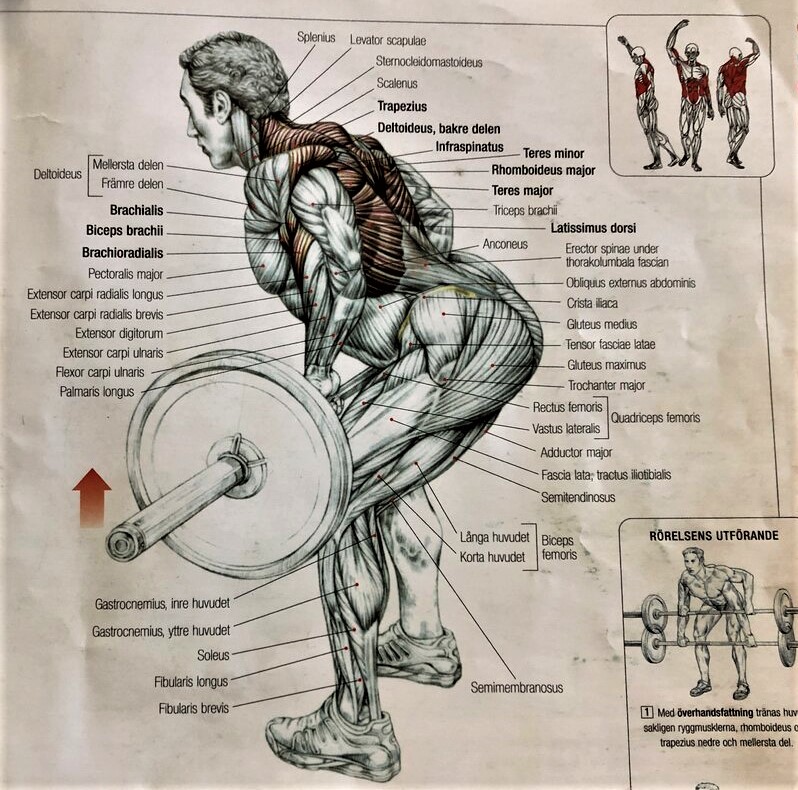 Skivstångsrodd - Skivstångsrodd-är-en-styrketräningsövning-.jpg